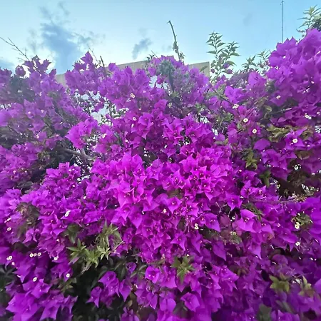 Mare E Natura * 리케일